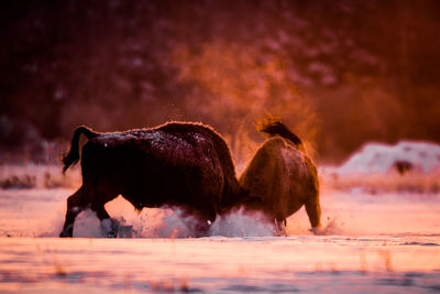 Bisons fighting on snow covered land
