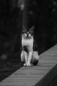 Portrait of cat sitting on wood