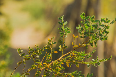 Close-up of plant