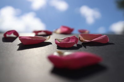 Close-up of red rose on table