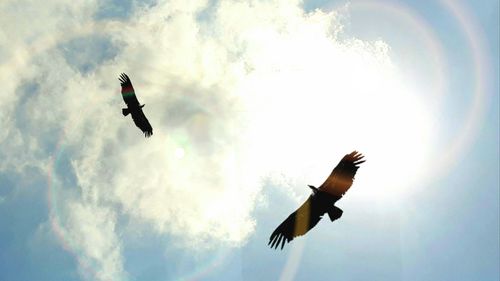 Low angle view of birds flying in sky