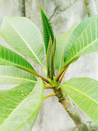 Close-up of green leaves on plant