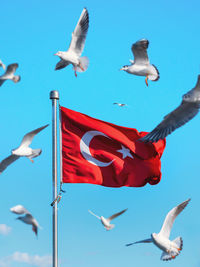 Low angle view of bird flying against sky