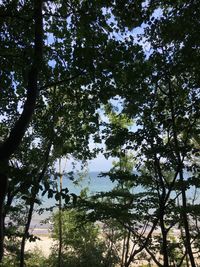 Low angle view of trees against sky