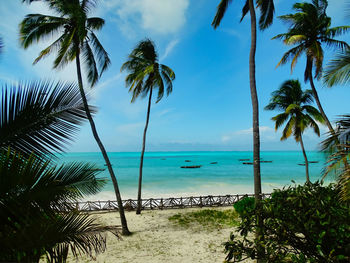 Palm trees on beach against sky