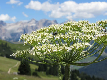 Close-up of insect on plant against sky