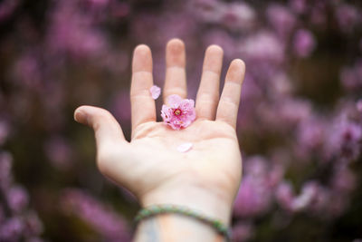 Close-up of woman hand holding pink flower