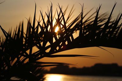 Close-up of silhouette plants against sky during sunset