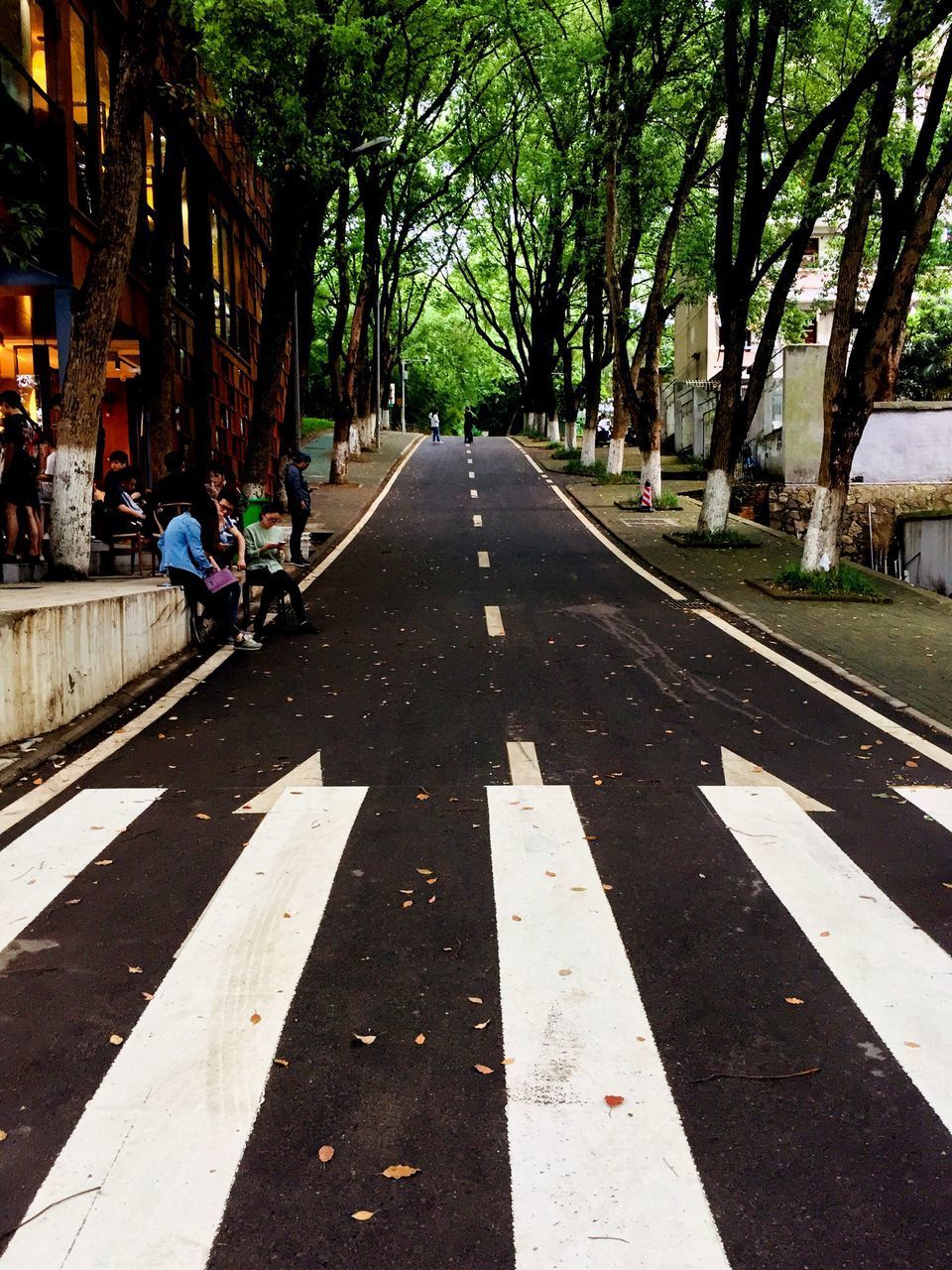 ROAD AMIDST TREES AND CITY