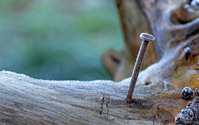 Close-up of chain on tree trunk 