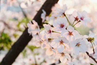 White apple blossoms in spring