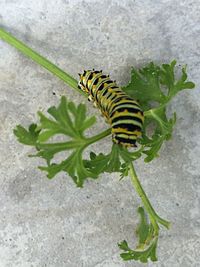 Close-up of caterpillar on plant