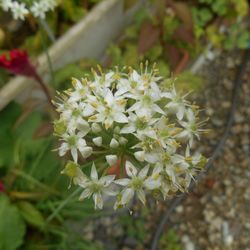 Close-up of white flowers