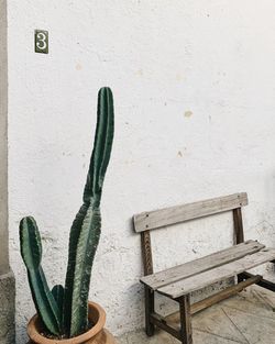 Close-up of succulent plant on table against wall