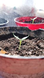 Close-up of potted plant