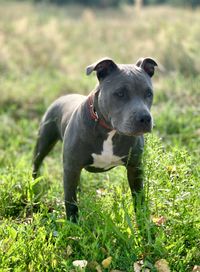 Portrait of dog on field