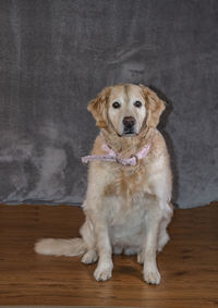 Portrait of dog sitting on hardwood floor