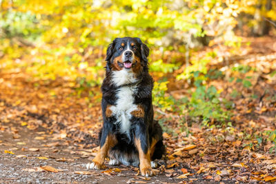 Portrait of dog standing on tree during autumn