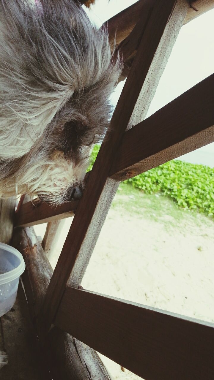 one animal, animal themes, domestic animals, mammal, built structure, architecture, pets, indoors, close-up, part of, day, railing, water, sky, cropped, no people, low angle view, bridge - man made structure, sunlight, window