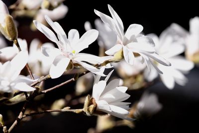 Close-up of white flowers on branch