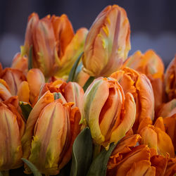 Close-up of orange roses blooming outdoors