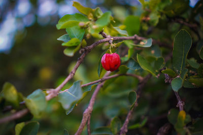 Close-up of red berries growing on tree