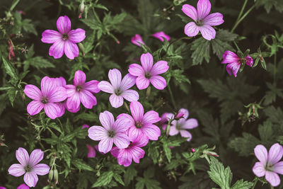 High angle view of pink flowers