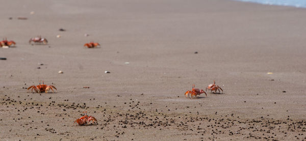 High angle view of crabs at beach
