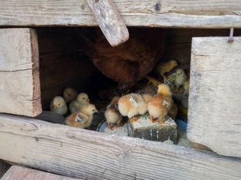 A hen with chickens in a small wooden chicken coop takes care of the litter.