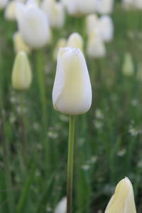 Close-up of white flowering plant