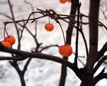 Close-up of cherries on tree