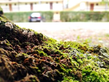 Surface level of moss on tree