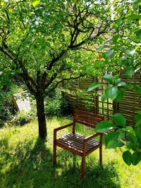 Chairs and trees in park