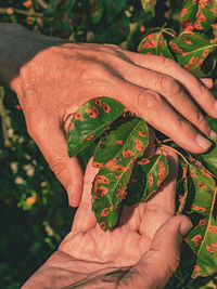 Pucciniales rust on pear leaves. red dots disease destroyed the entire garden