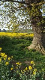 Yellow flowers on field
