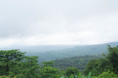 Scenic view of forest against sky