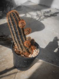 High angle view of potted cactus plant