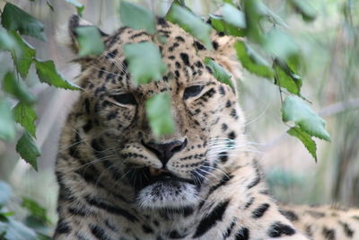 Close-up of a leopard 