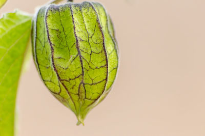 Close-up of green leaf