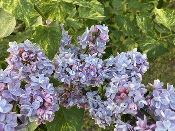 Close-up of purple flowering plant