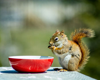 Close-up of squirrel eating food