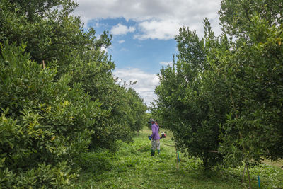 Rear view of woman walking amidst trees against sky