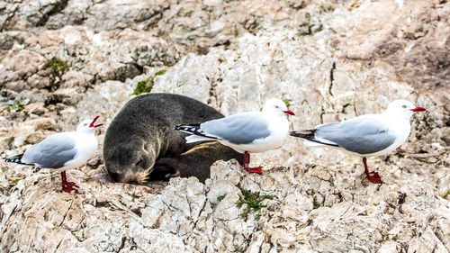 Close-up of seagulls perching on rock amidst field