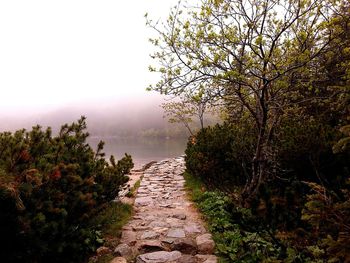 Footpath leading towards trees