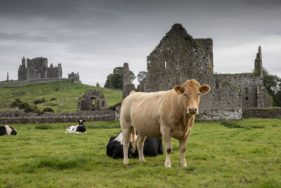 Cows grazing on field