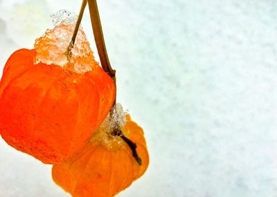 Close-up of orange fruit on snow