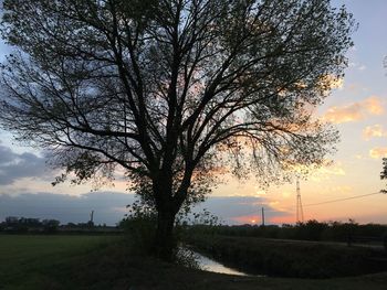 Trees on field against sky at sunset