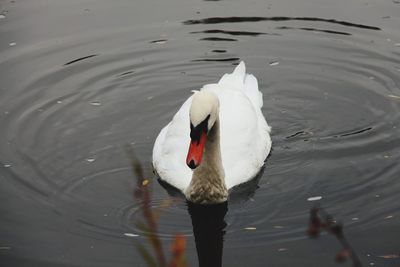 Swan swimming in lake