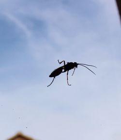 Close-up of insect on wall