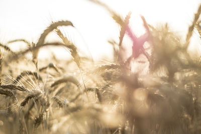 Close-up of stalks in field